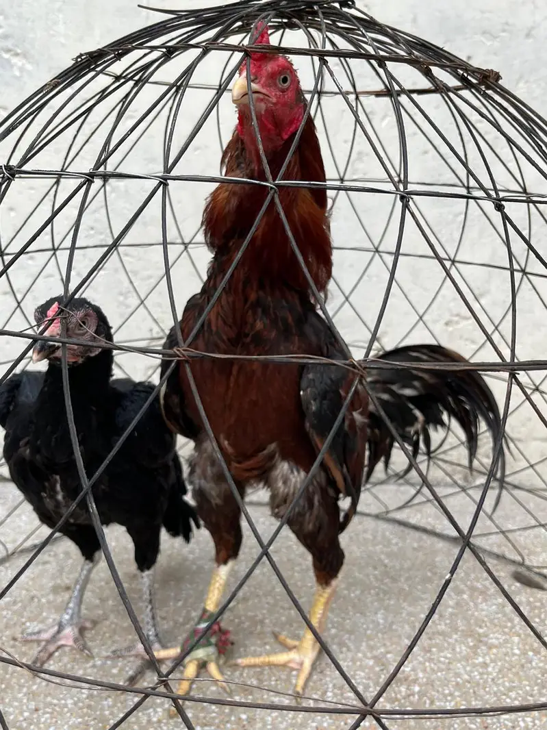 2 Murga, 3 murgia , 4 chicks available — photo 4