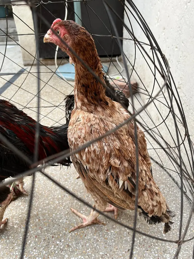 2 Murga, 3 murgia , 4 chicks available — photo 5