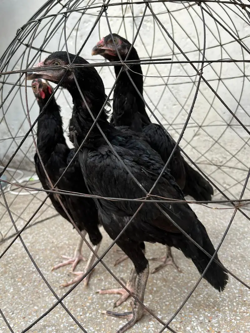 2 Murga, 3 murgia , 4 chicks available — photo 6