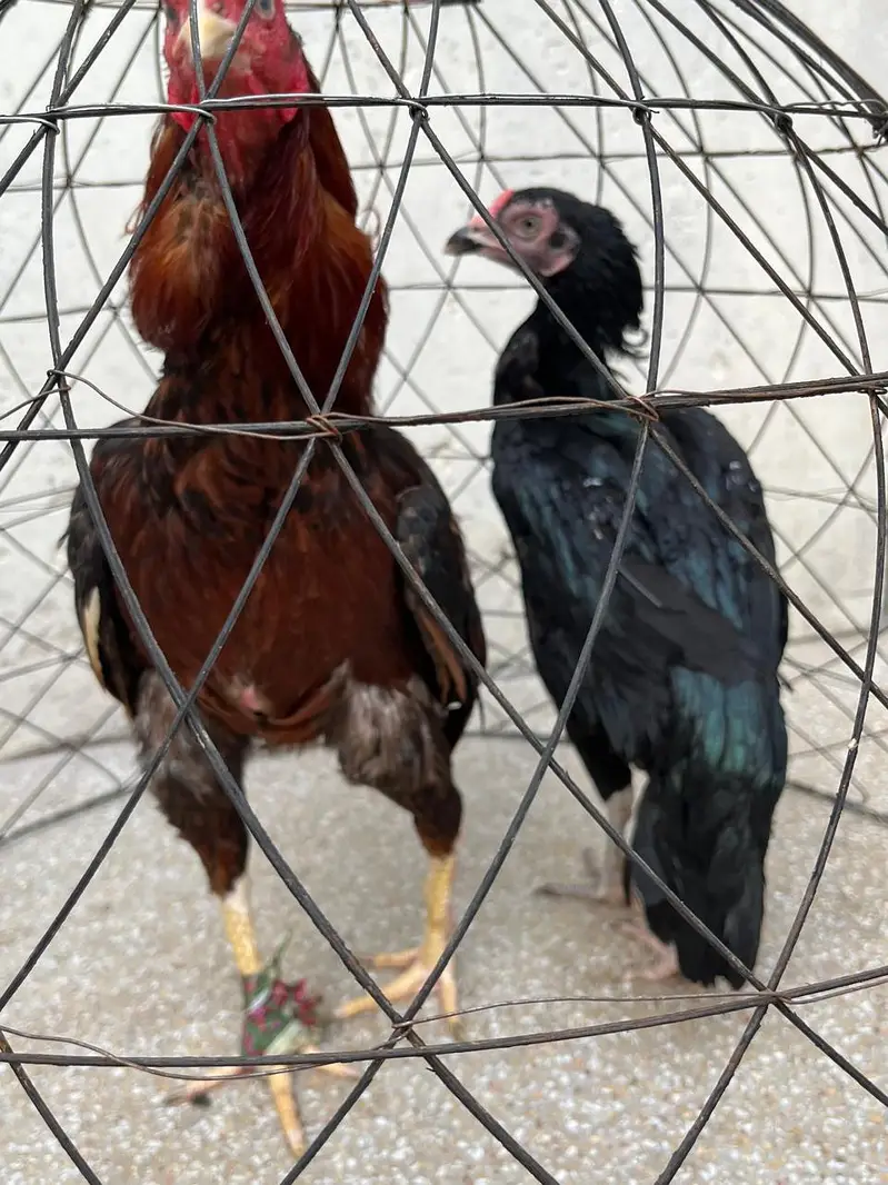 2 Murga, 3 murgia , 4 chicks available — photo 7