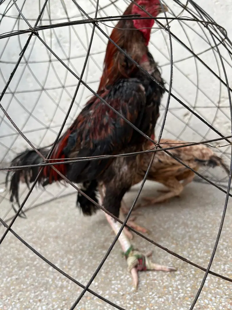 2 Murga, 3 murgia , 4 chicks available — photo 8