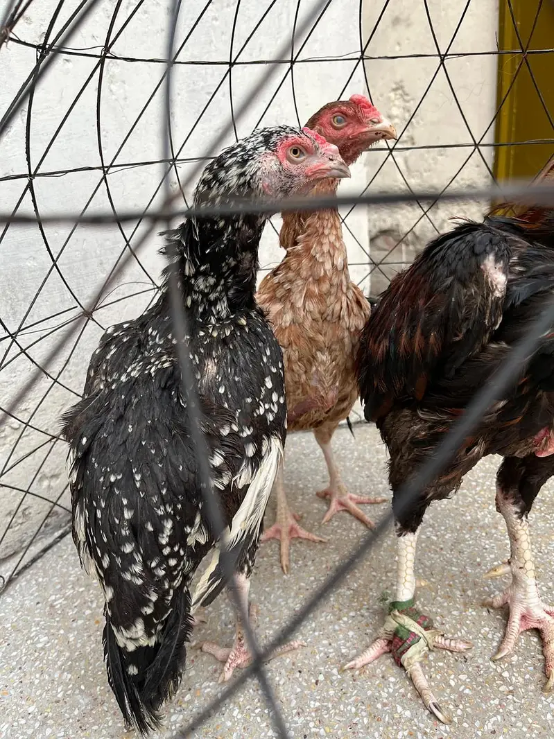 2 Murga, 3 murgia , 4 chicks available — photo 9