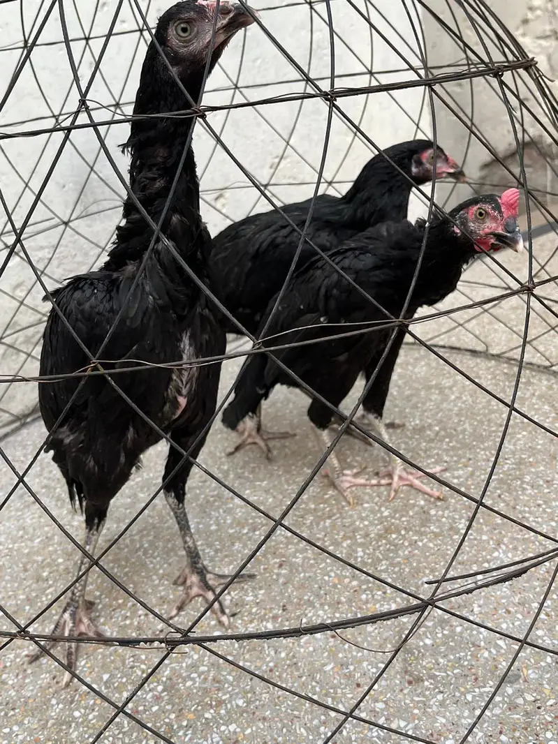 2 Murga, 3 murgia , 4 chicks available — photo 10