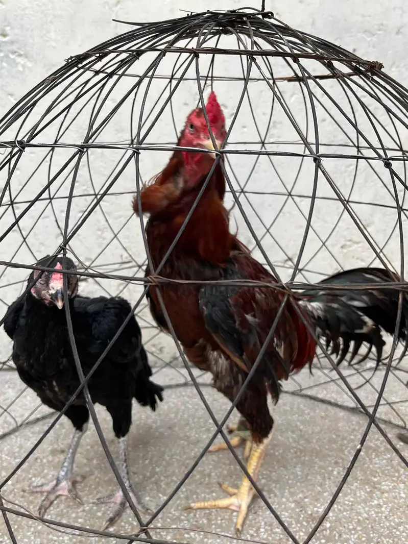 2 Murga, 3 murgia , 4 chicks available — photo 11