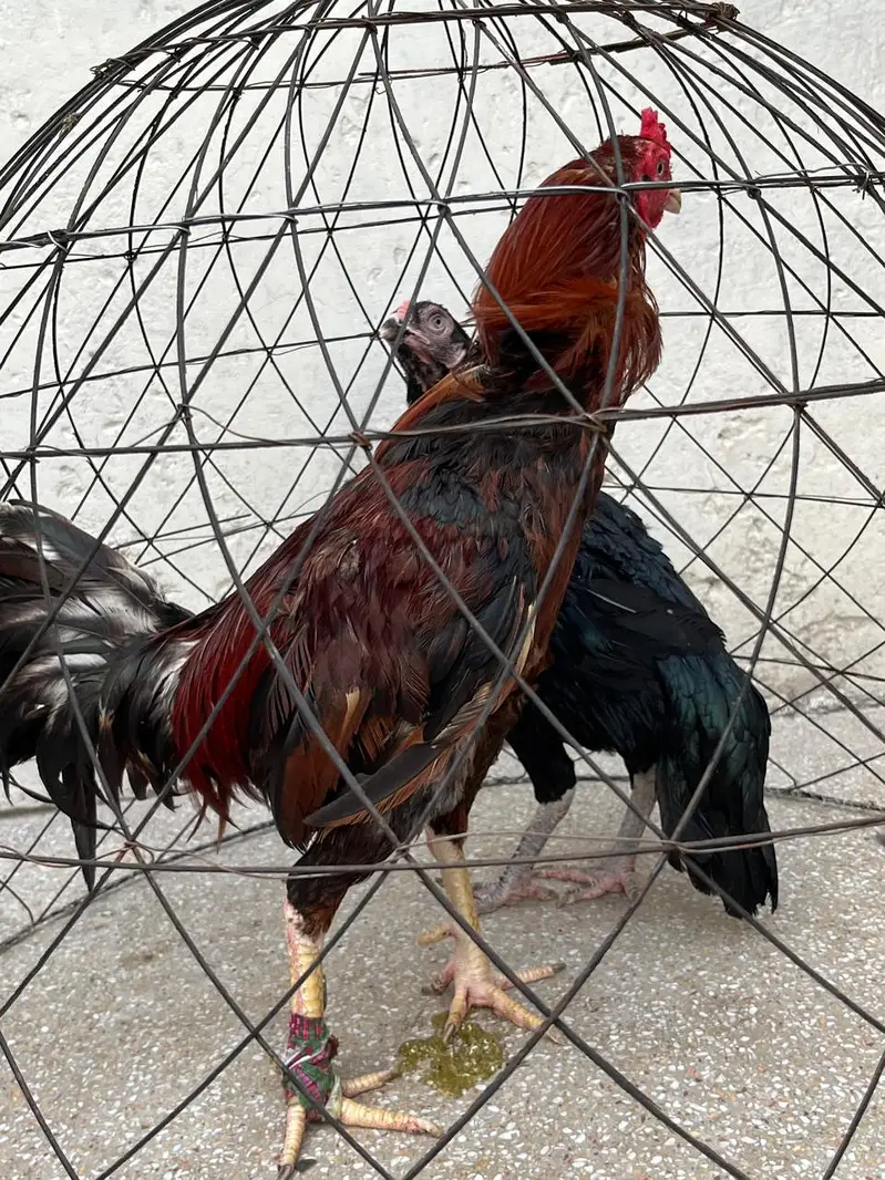 2 Murga, 3 murgia , 4 chicks available — photo 12