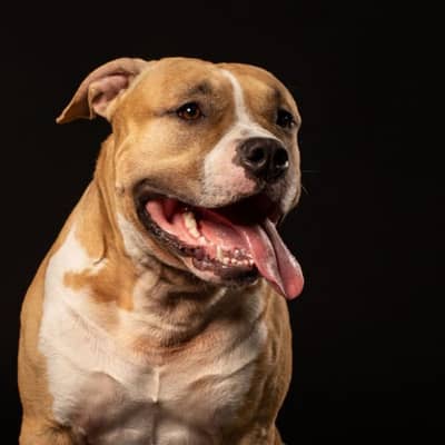 pitbul female for sale 03039216774