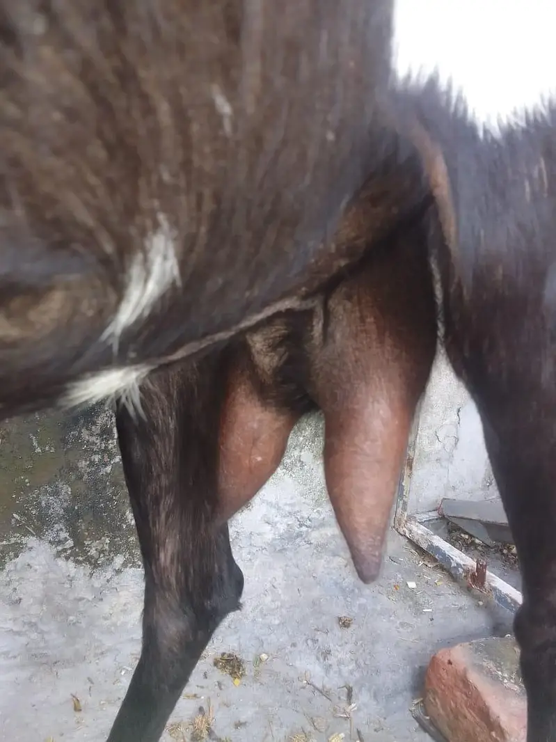 2 dean saw krass ha deasi beakri  03274584705 — photo 2