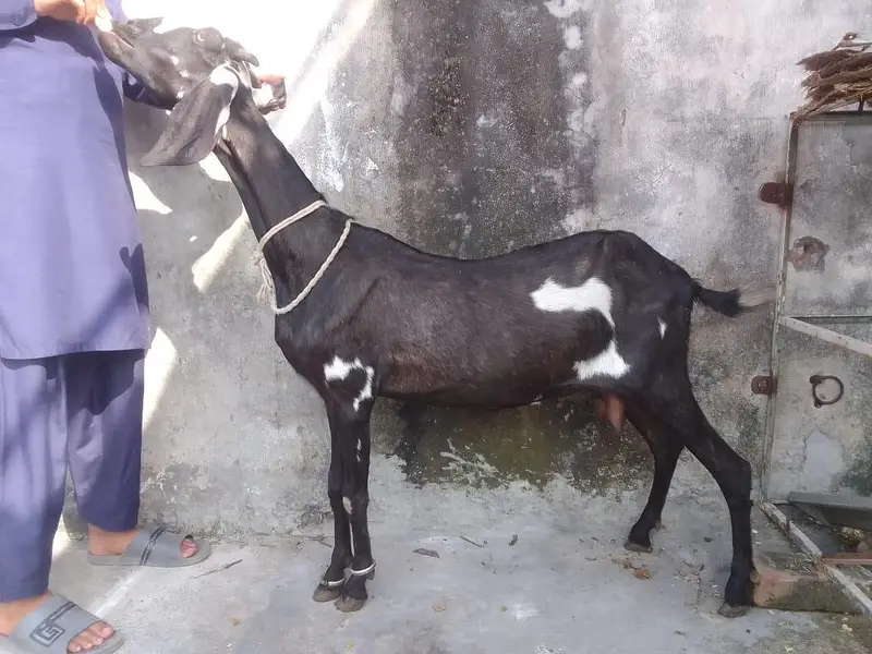 2 dean saw krass ha deasi beakri  03274584705 — photo 3