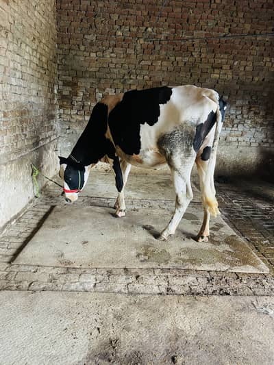 HF heifer
