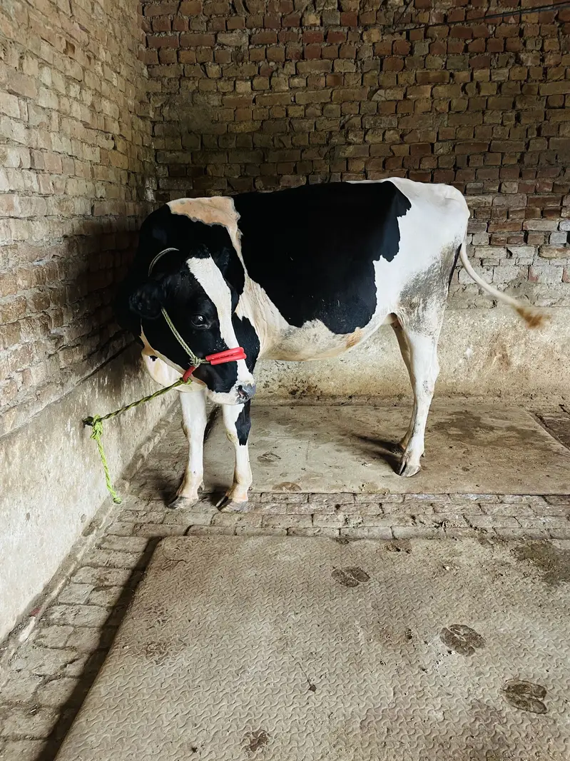 HF heifer — photo 2