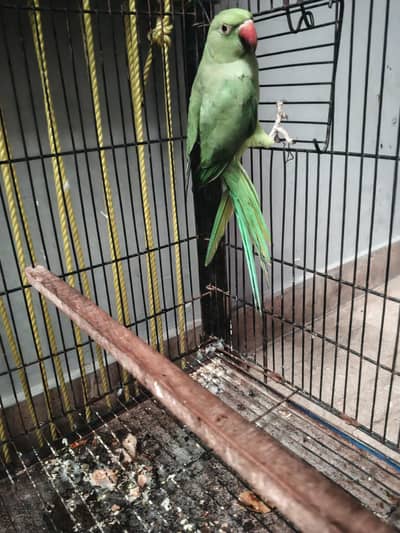 ringneck female breder