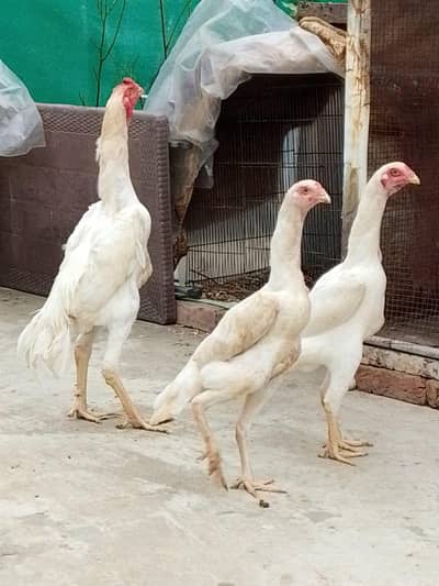 Shamo pair for sale. female Eggs k ley tayar hain