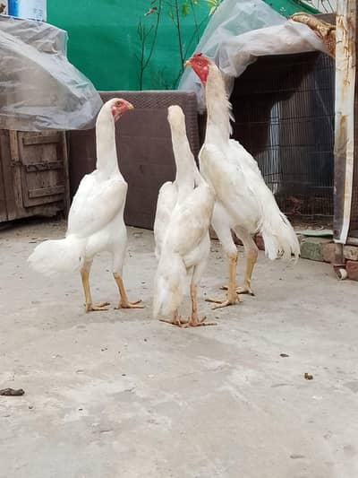 Shamo pair for sale. female Eggs k ley tayar hain