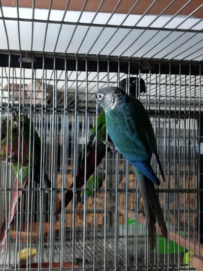 blue turquoise/torquoise bf-bc adult conure male available