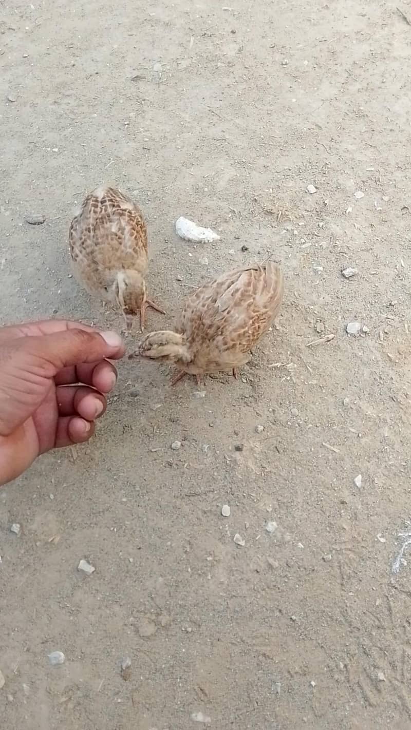 teetar chicks 0