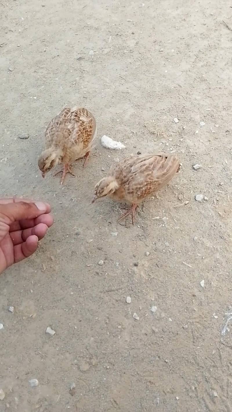 teetar chicks 1