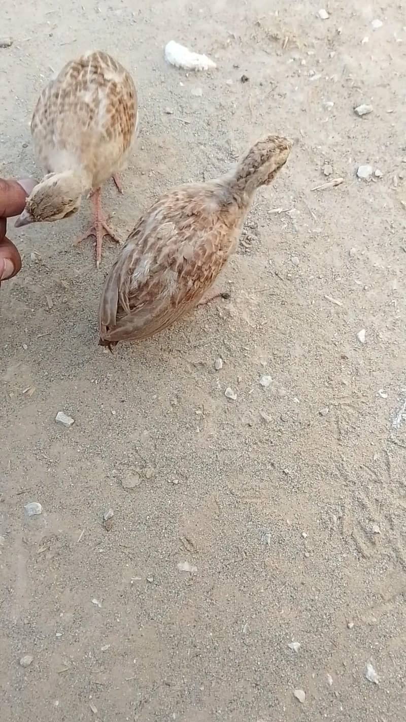teetar chicks 2