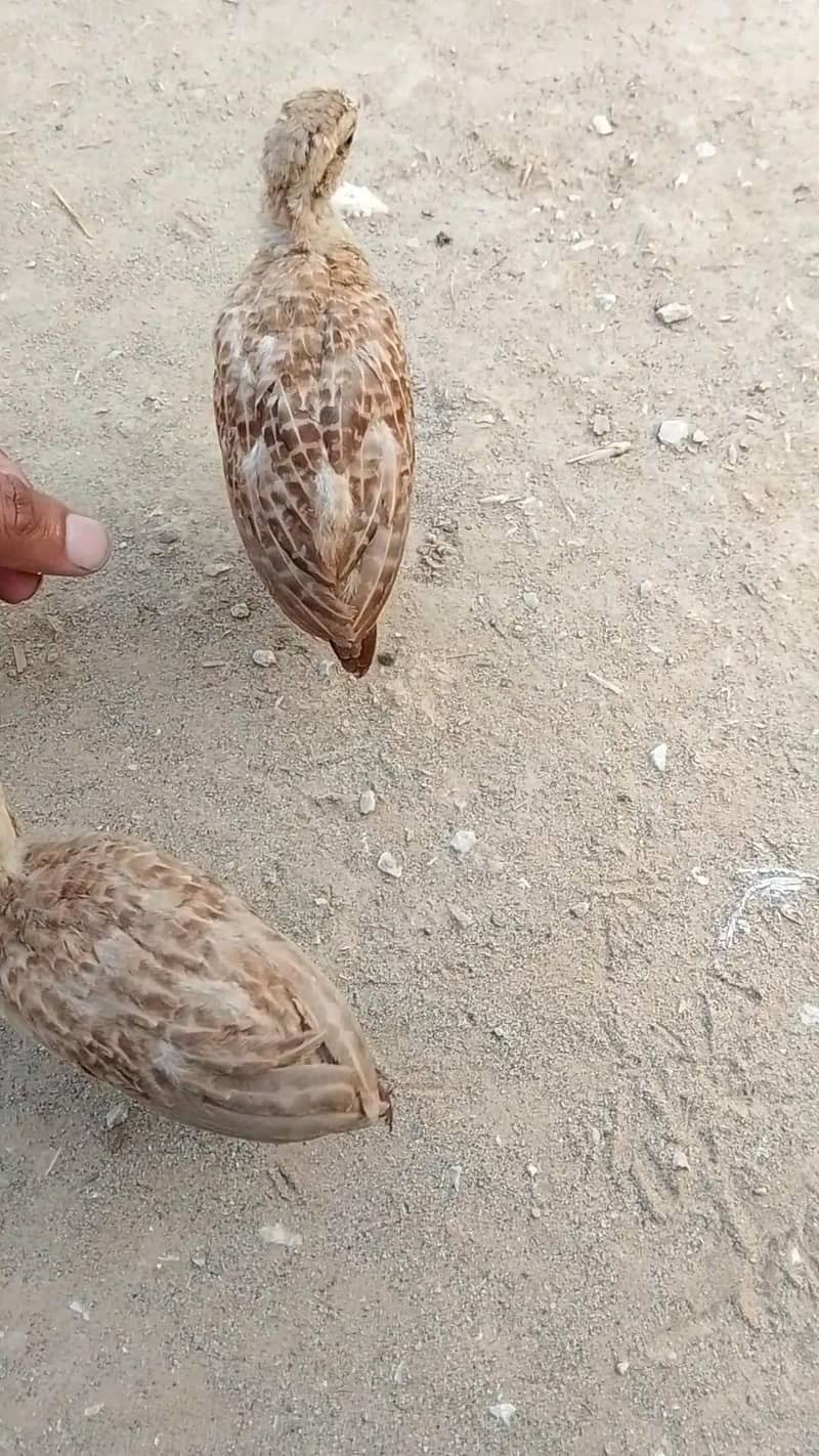 teetar chicks 3