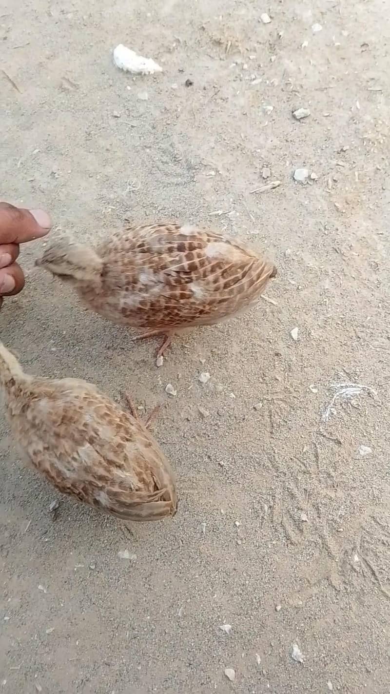 teetar chicks 4