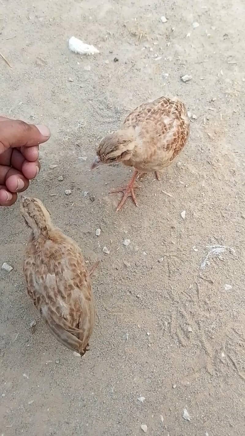 teetar chicks 5
