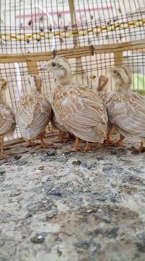 teetar chicks 6