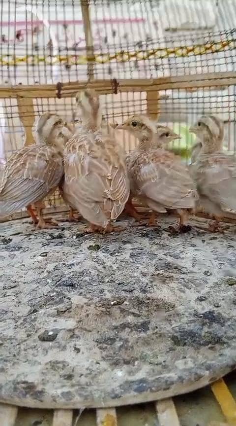 teetar chicks 7