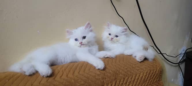 triple coated persian kittens