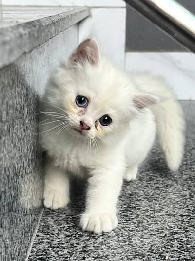 White Persian Kittens with adorable face and stunning blue eyes
