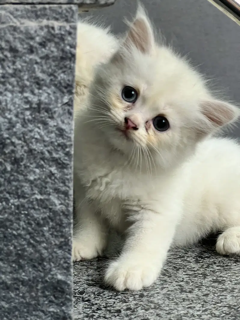 White Persian Kittens with adorable face and stunning blue eyes — photo 2