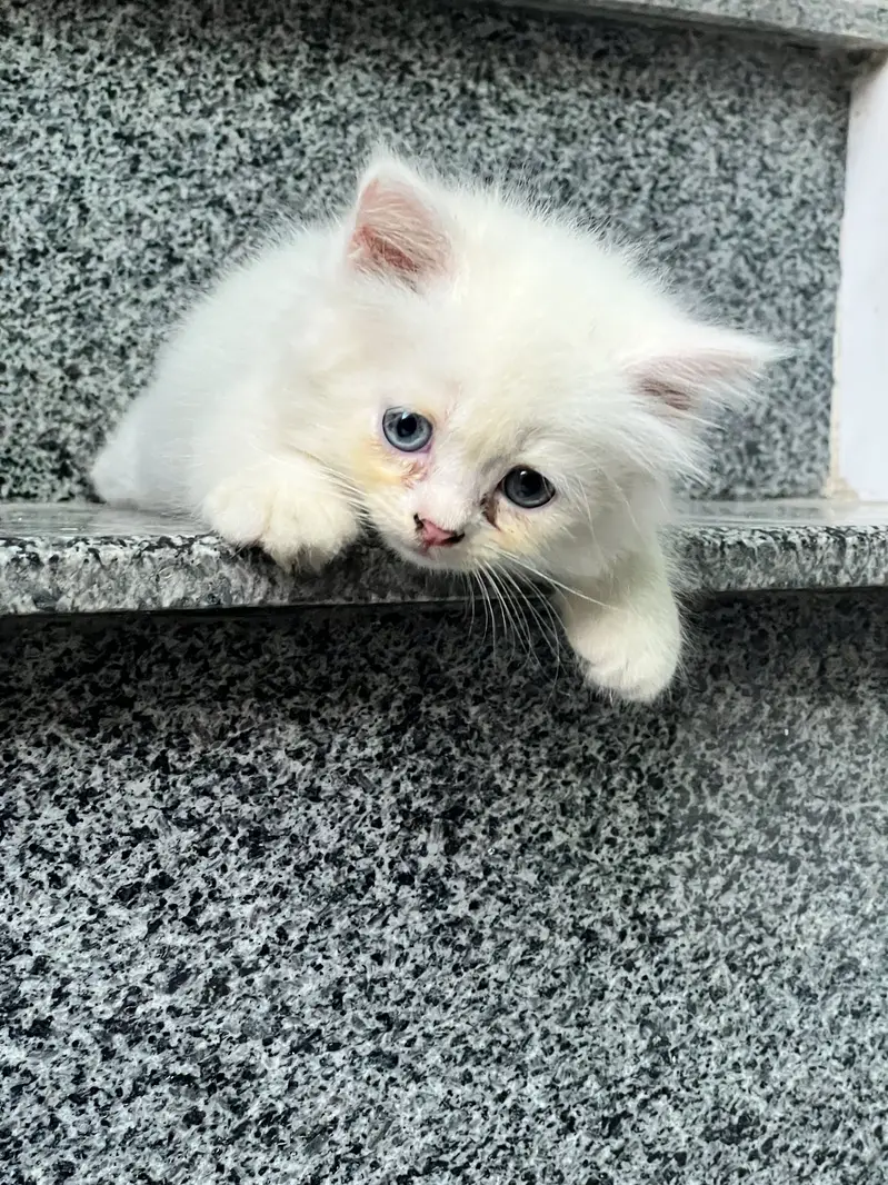 White Persian Kittens with adorable face and stunning blue eyes — photo 3