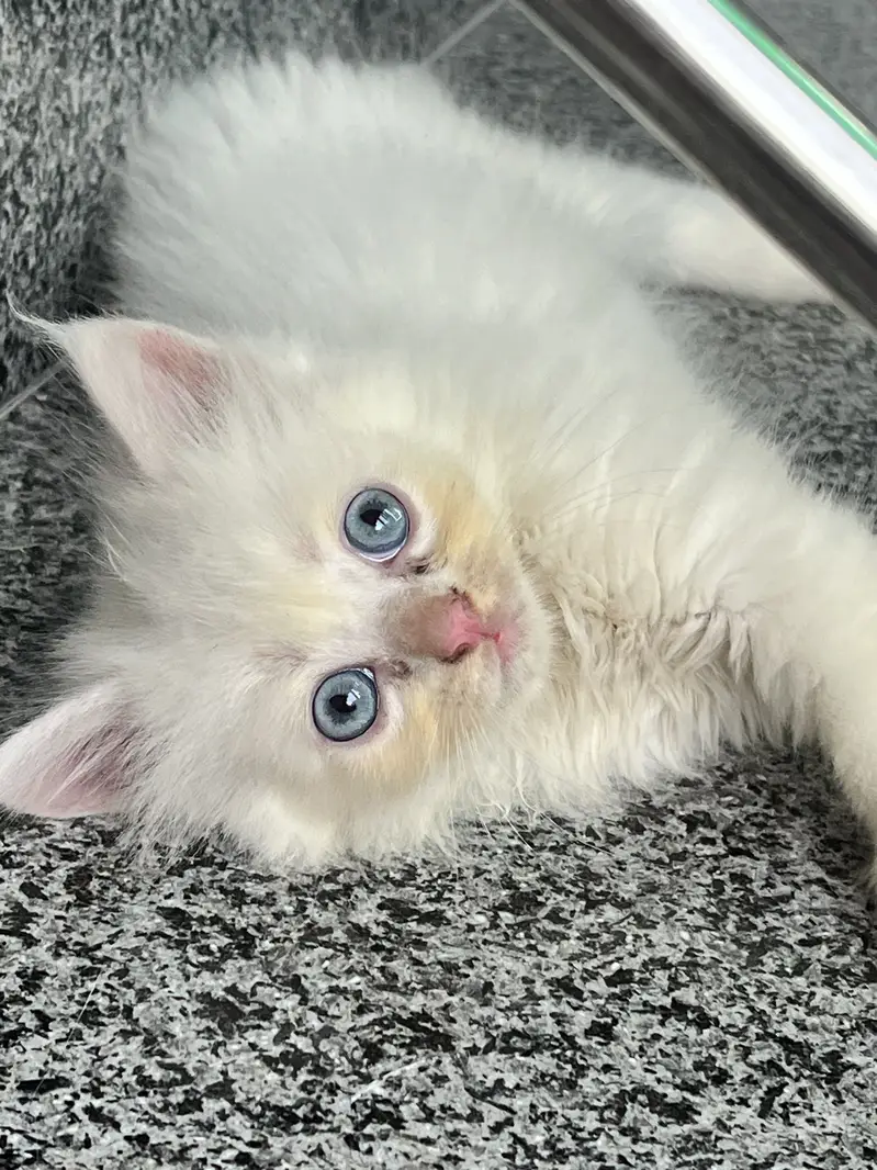 White Persian Kittens with adorable face and stunning blue eyes — photo 4