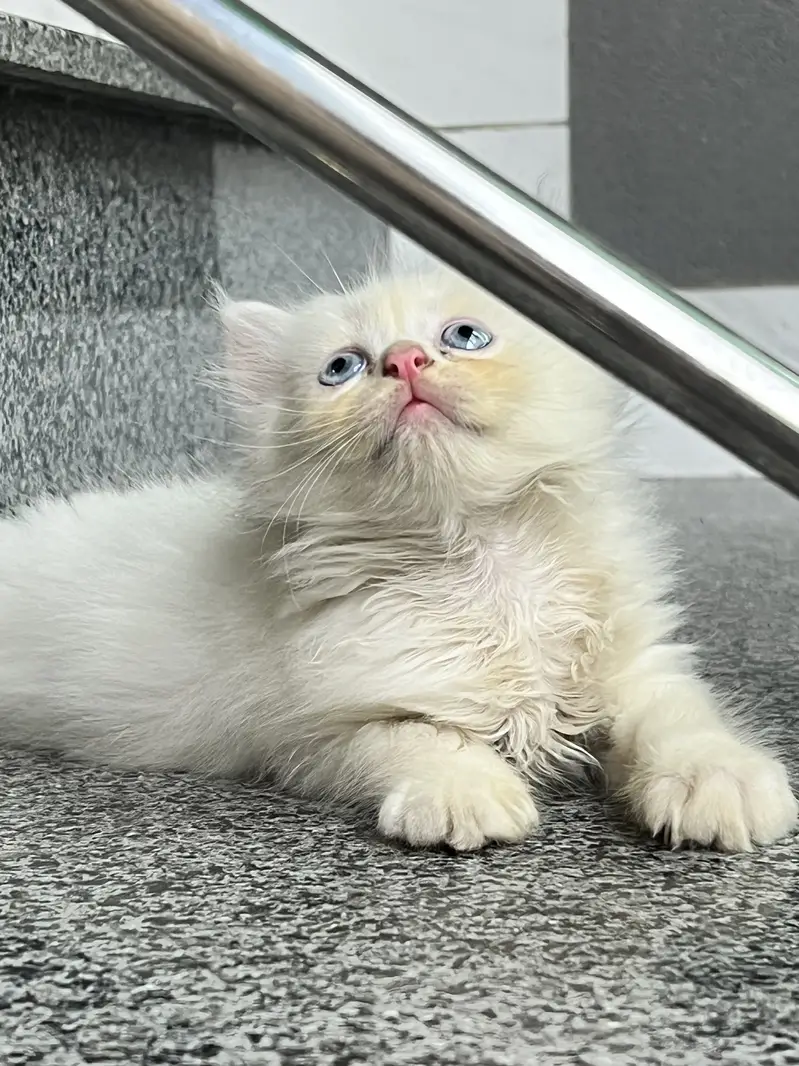 White Persian Kittens with adorable face and stunning blue eyes — photo 5