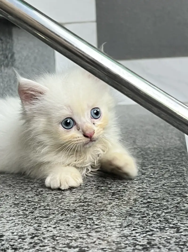 White Persian Kittens with adorable face and stunning blue eyes — photo 6