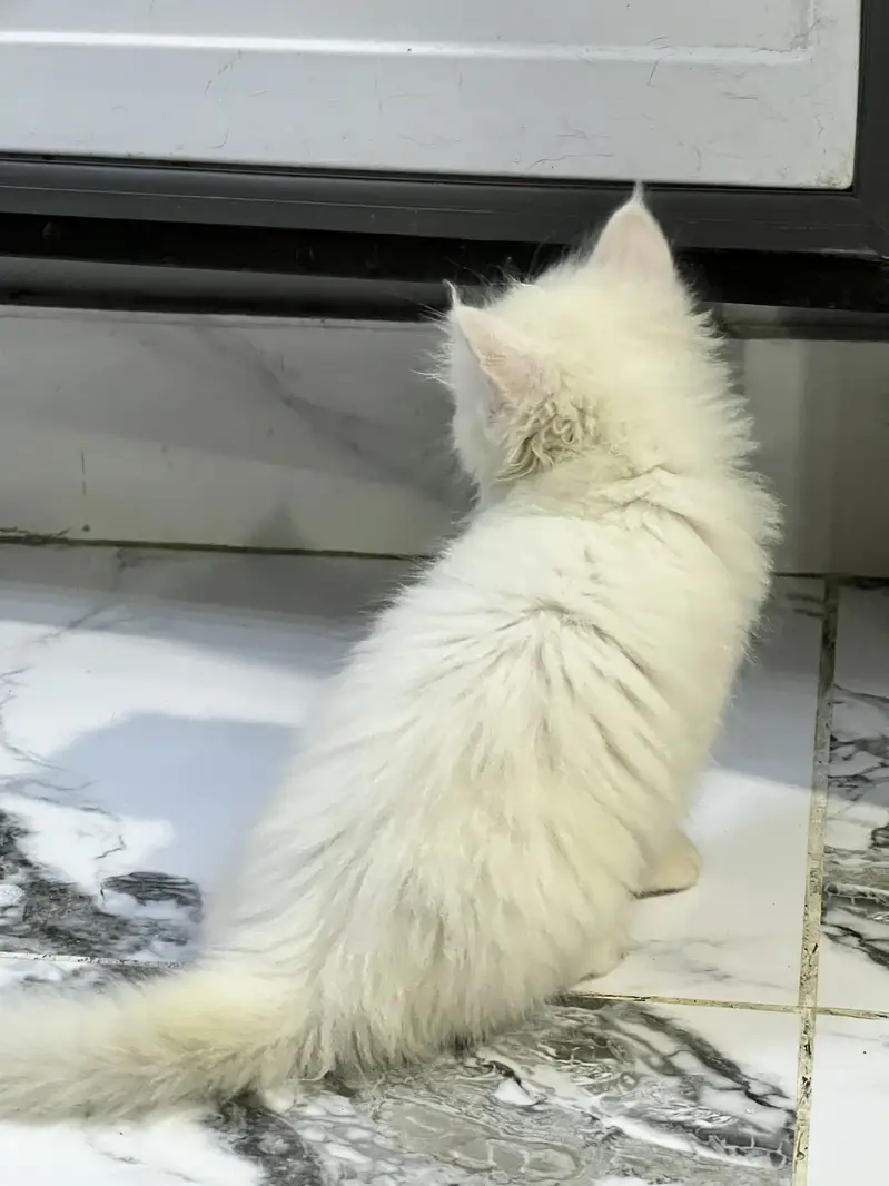White Persian Kittens with adorable face and stunning blue eyes — photo 7