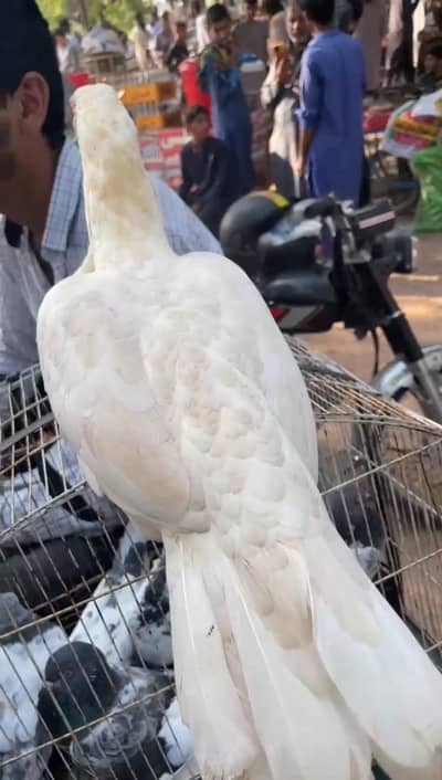 aaeel murgi