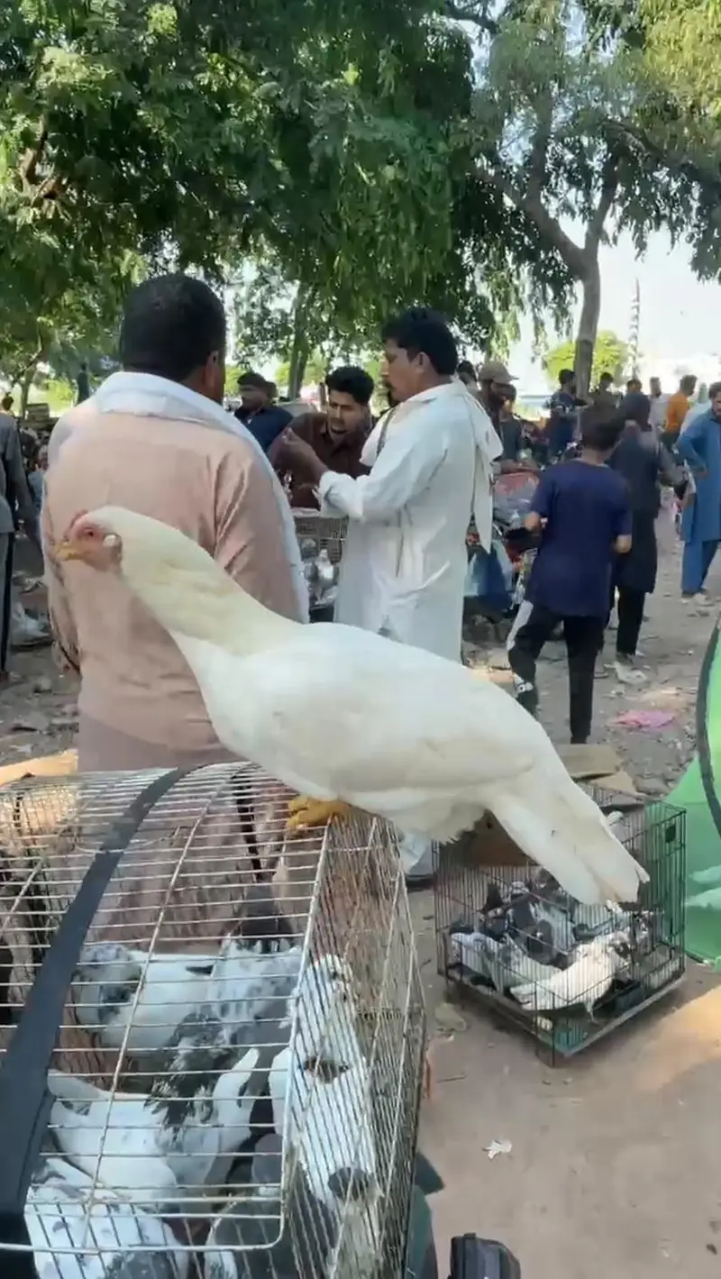 aaeel murgi — photo 3