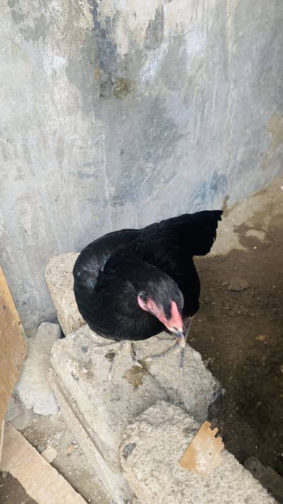 Aseel black murgi