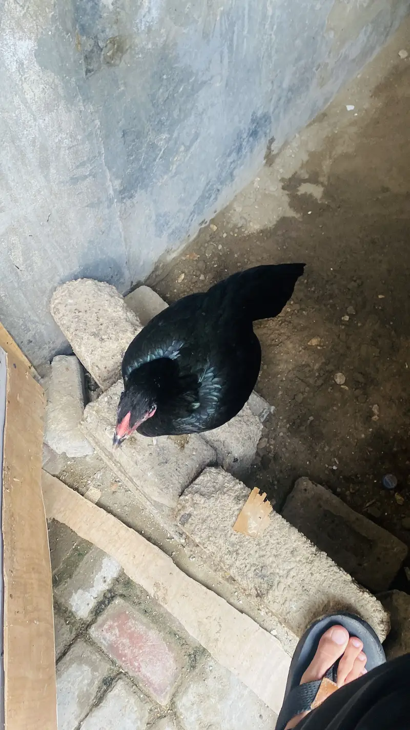 Aseel black murgi — photo 2