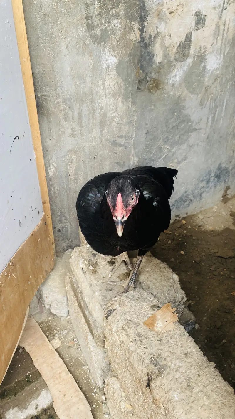 Aseel black murgi — photo 3