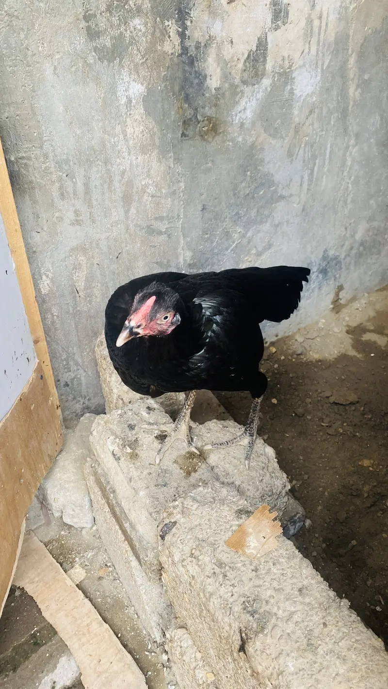 Aseel black murgi — photo 4