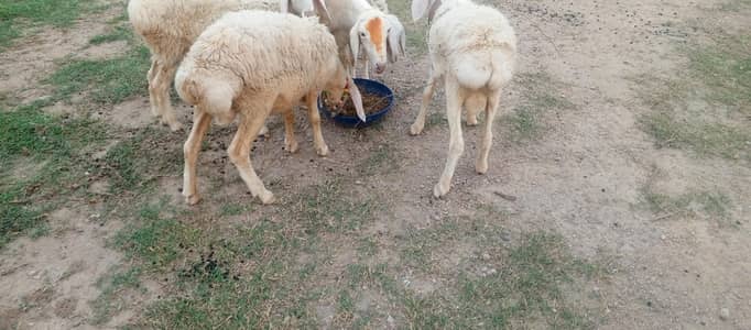 lot sale 4male 1 female