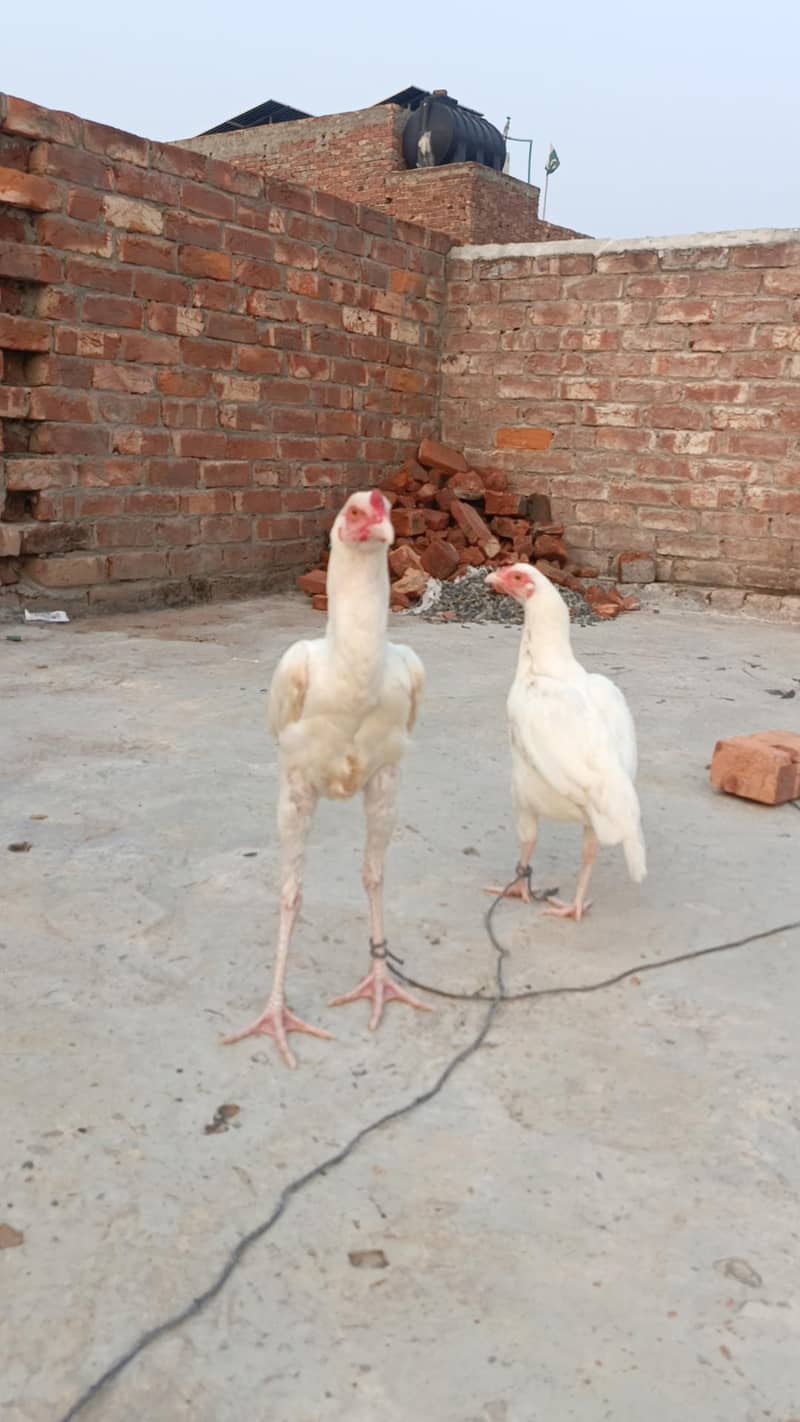 White Aseel patha pathi 0