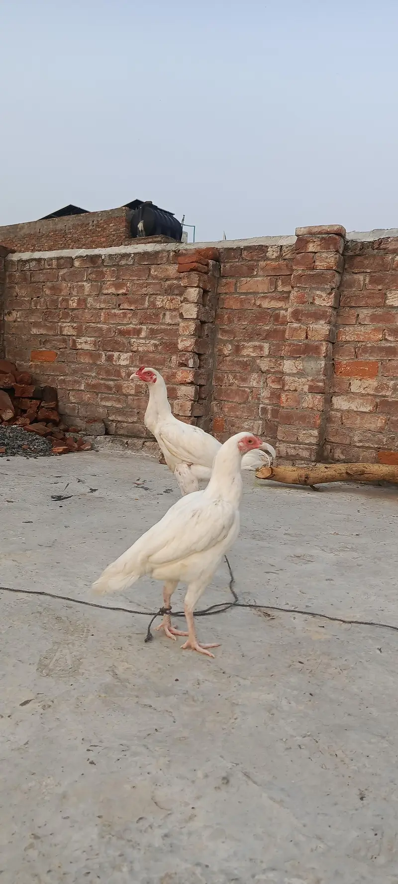 White Aseel patha pathi — photo 2