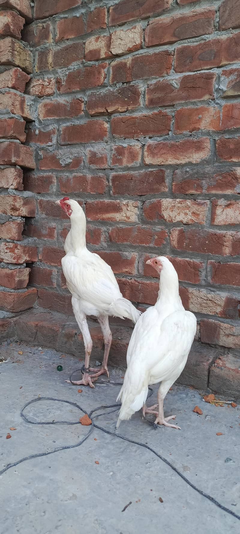 White Aseel patha pathi 2