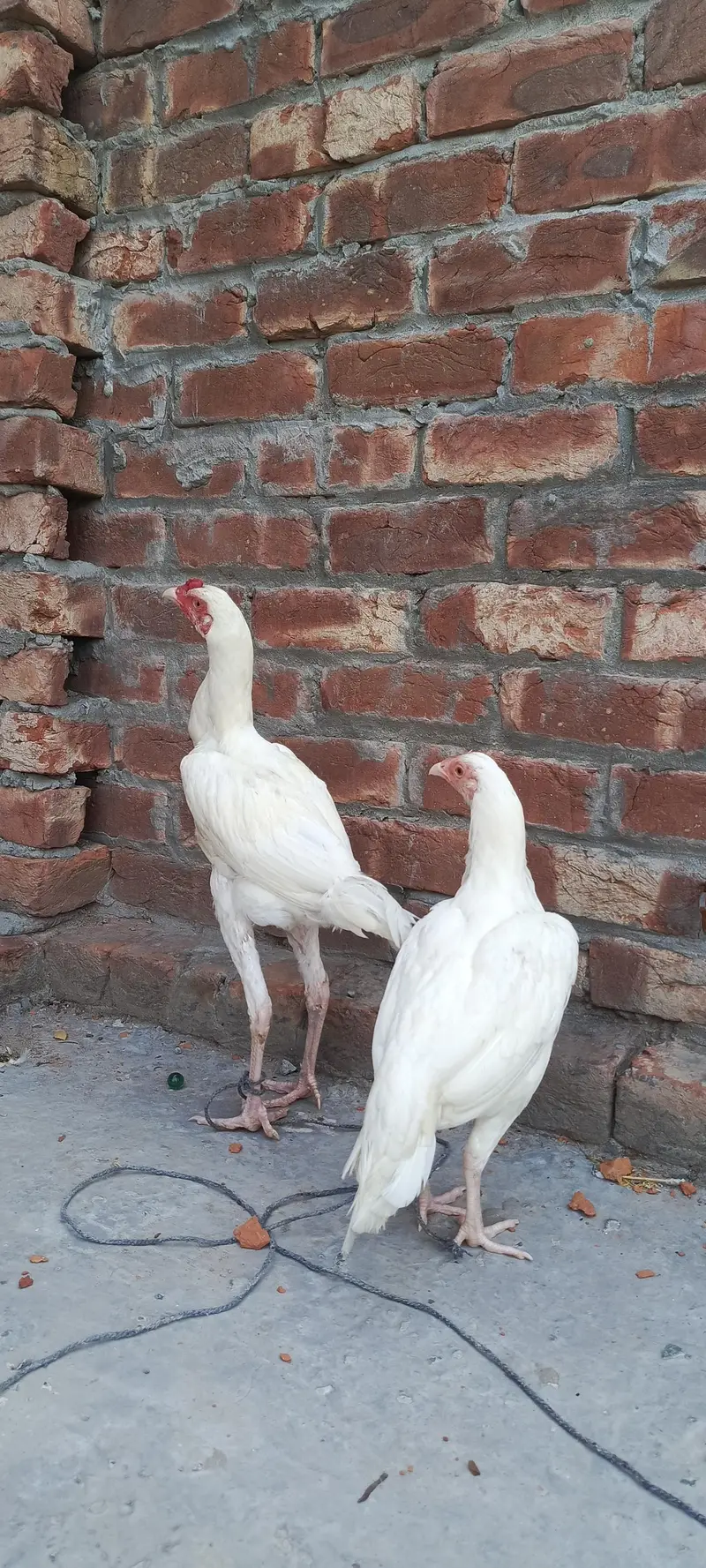 White Aseel patha pathi — photo 3