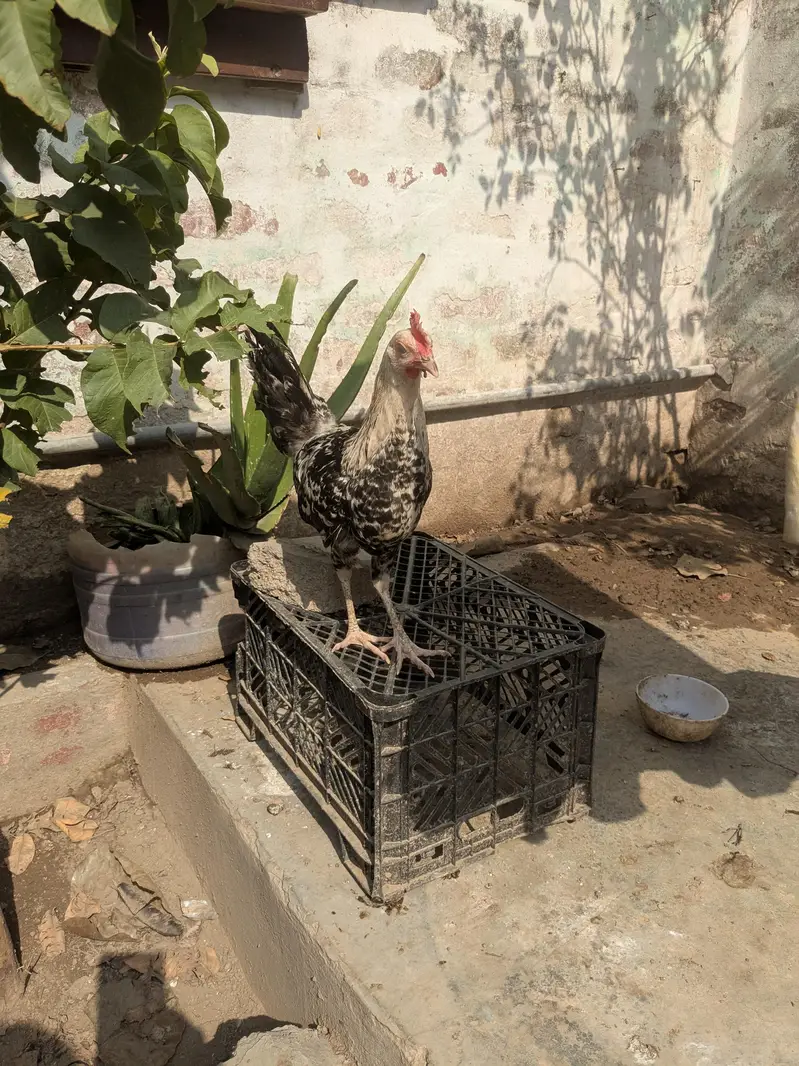 Desi patha — photo 2