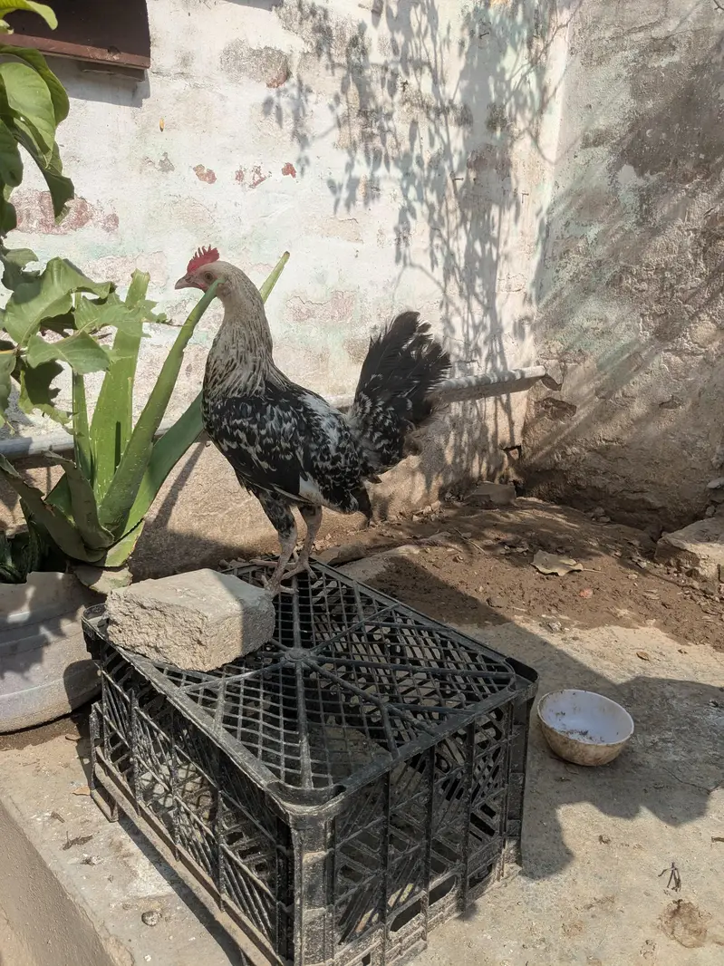 Desi patha — photo 3