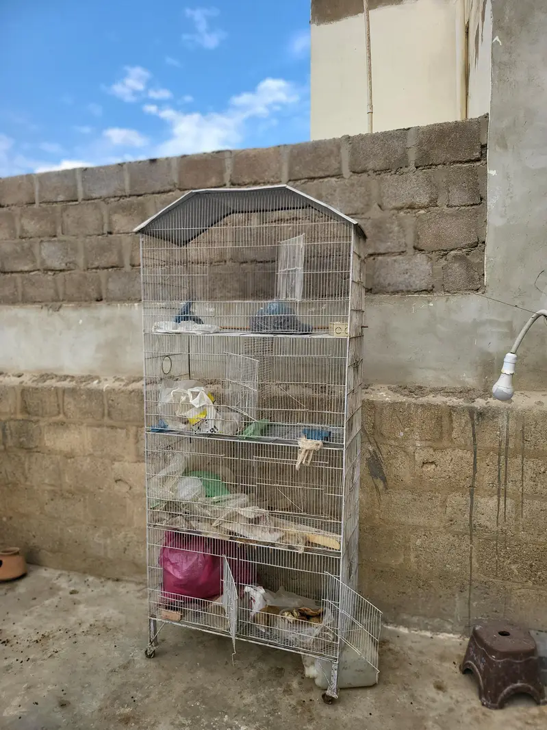 Pinjra For Sale Urgent Sale cage — photo 3