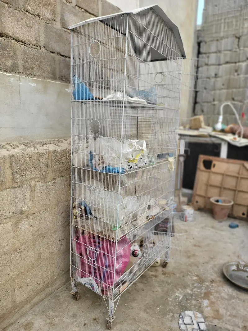Pinjra For Sale Urgent Sale cage — photo 4