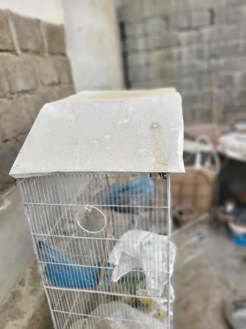 Pinjra For Sale Urgent Sale cage — photo 5